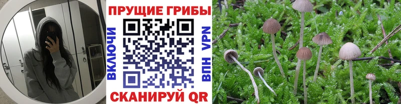 Галлюциногенные грибы GOLDEN TEACHER Купить Куса